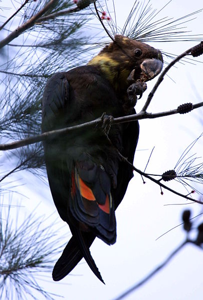 glossy black cockatoo