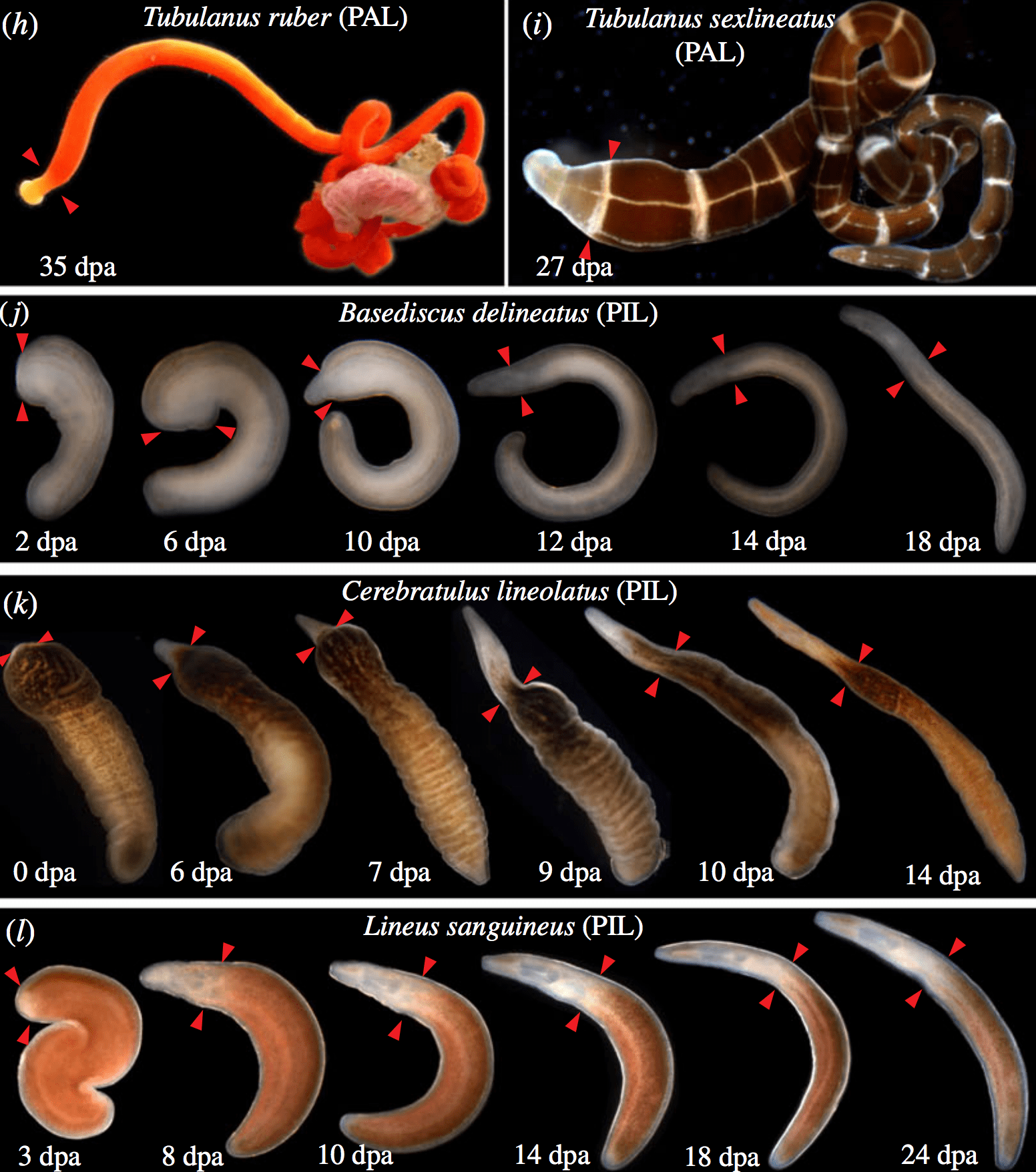 Ribbon worm regenerates its head and brain like it’s no big deal
