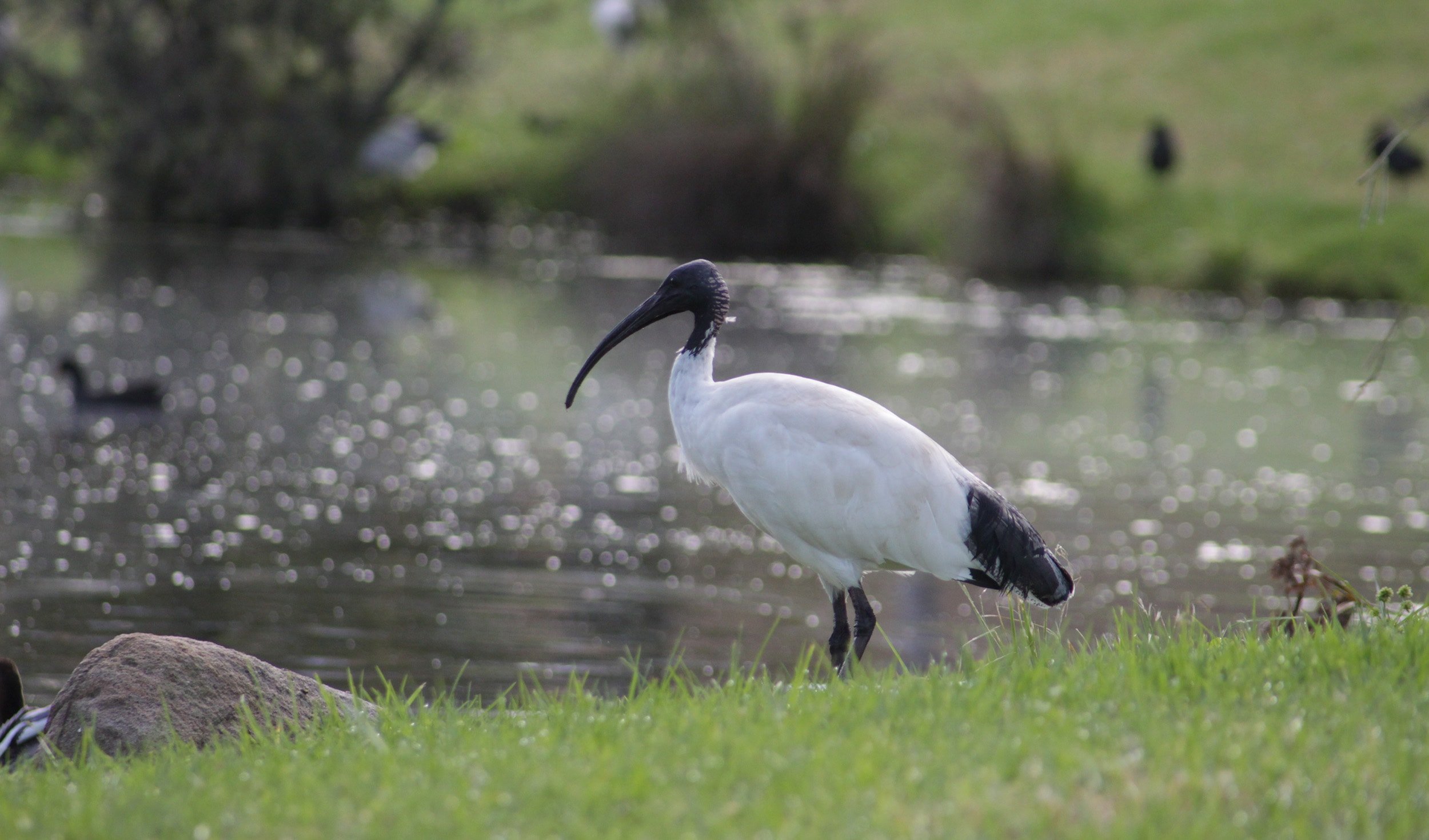 ibis macquarie university