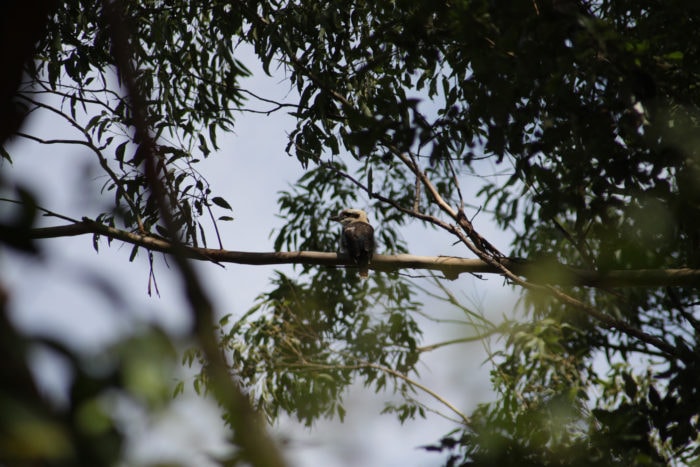 kookaburra macquarie university