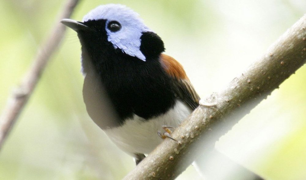 A guide to Australia’s fairywrens