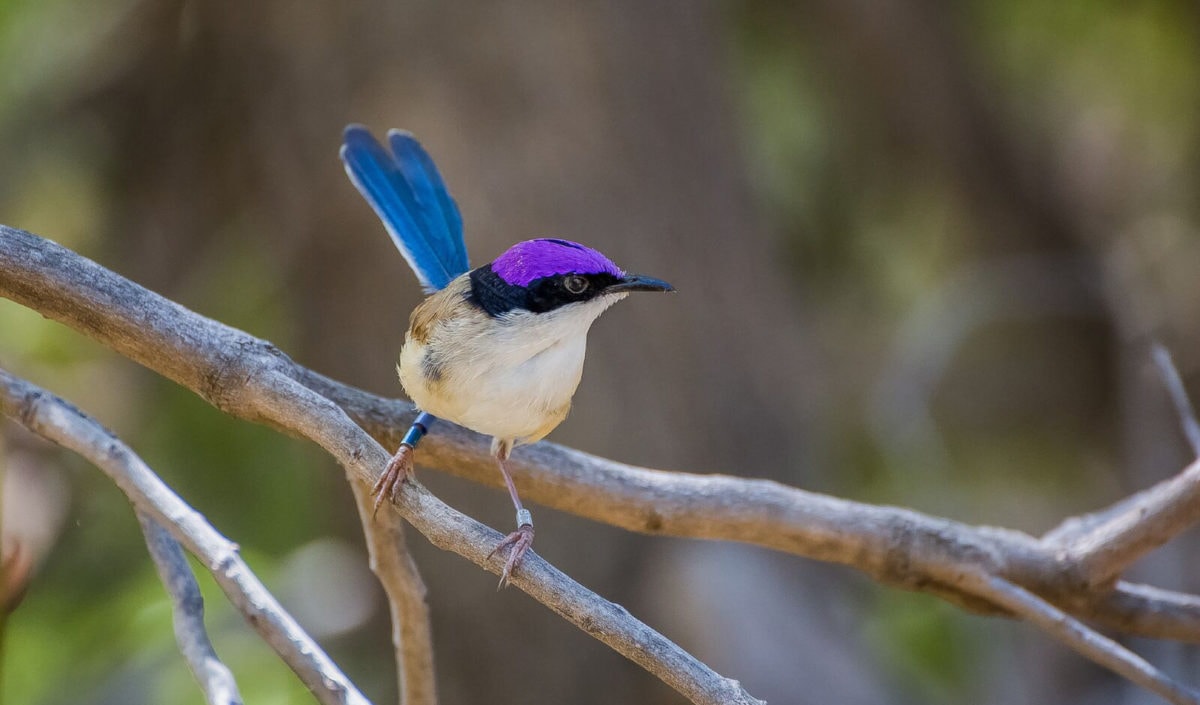 A guide to Australia’s fairywrens