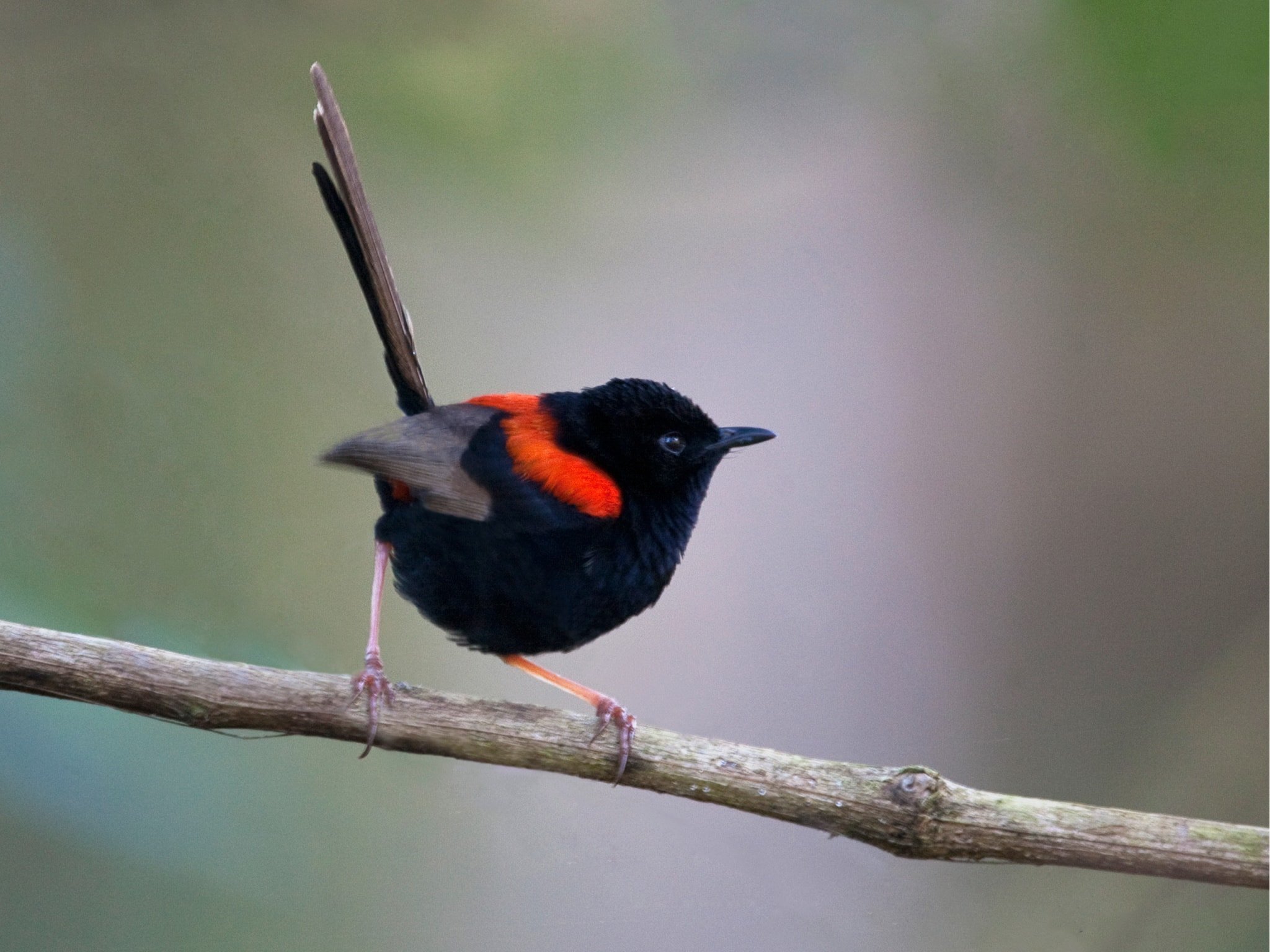 A guide to Australia’s fairywrens