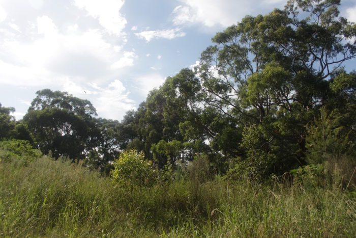 restoration area macquarie university
