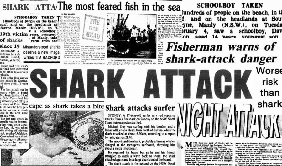shark reportage