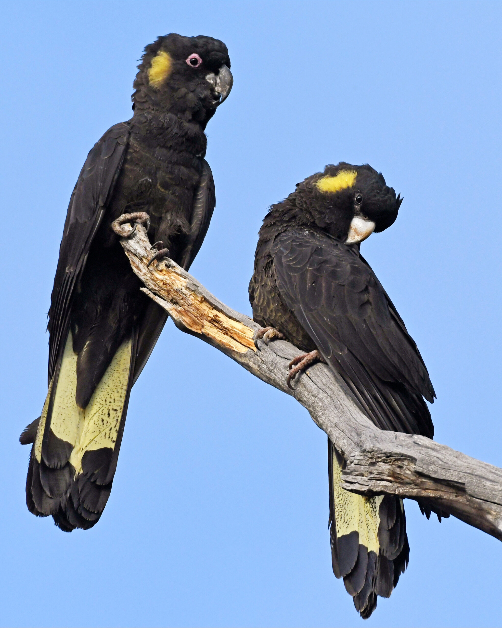 Australia’s five black cockatoos Australian Geographic