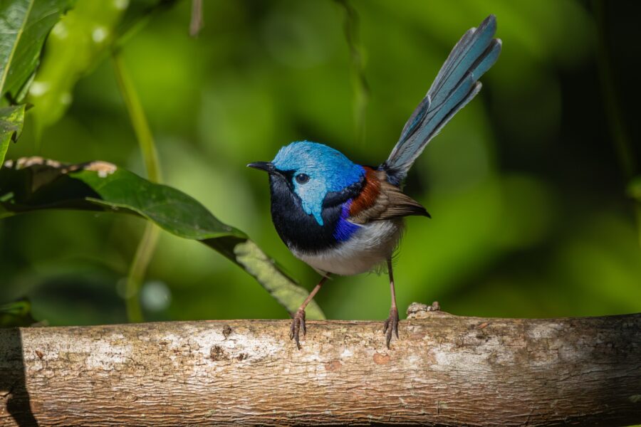 A male variegated fairy-wren