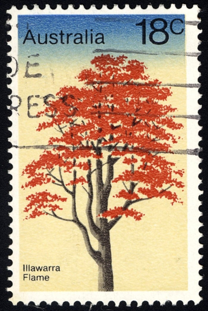illawarra flame tree