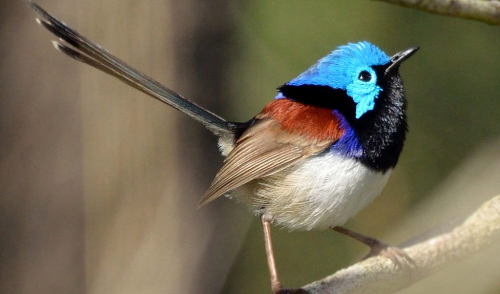 A guide to Australia’s fairywrens