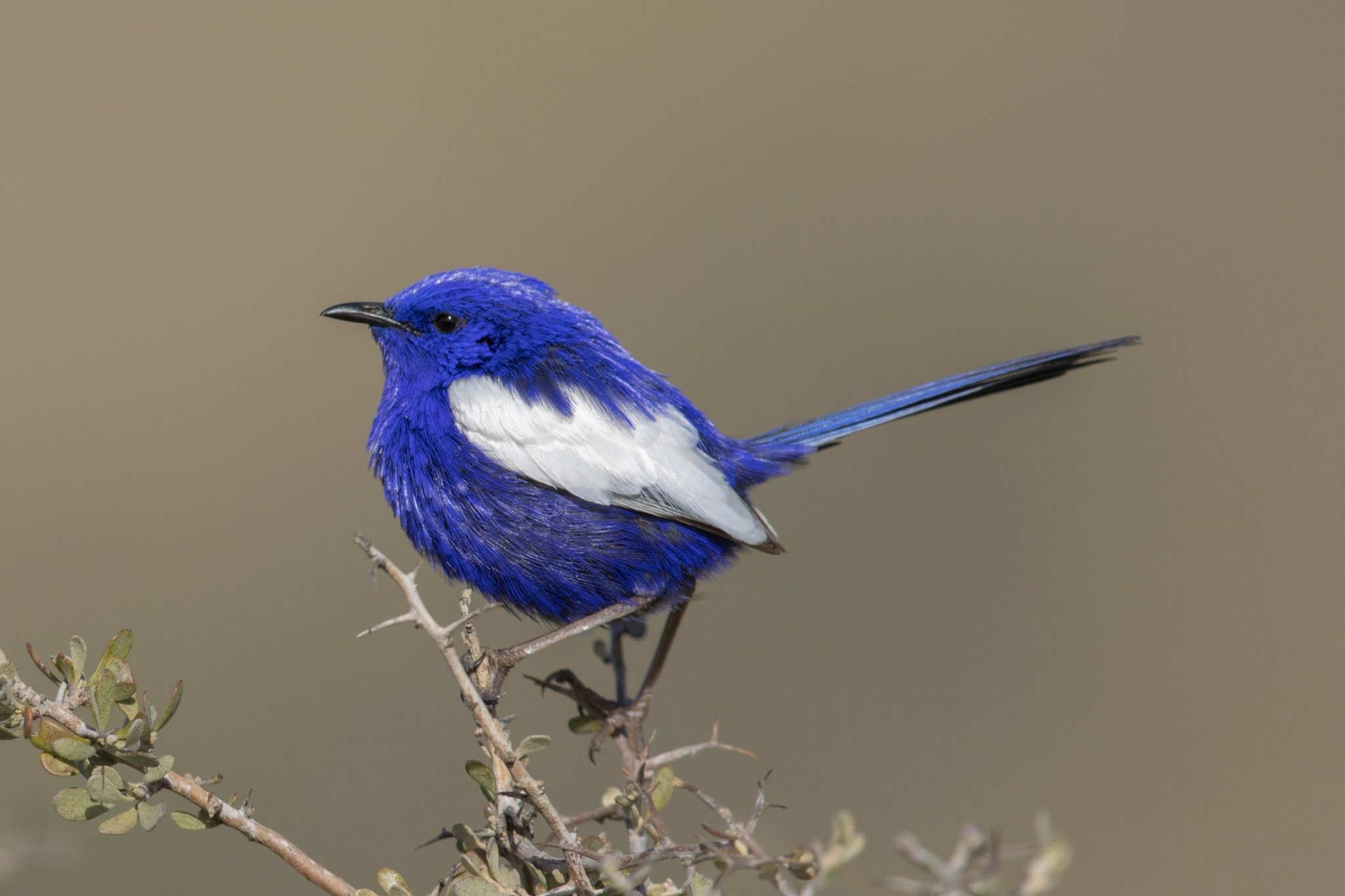 A guide to Australia’s fairywrens