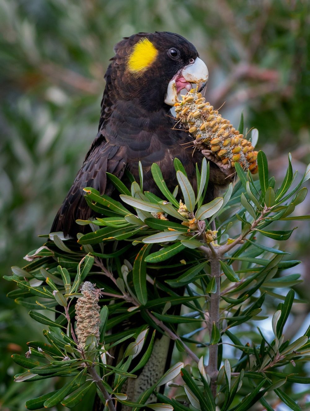 Australia’s five black cockatoos