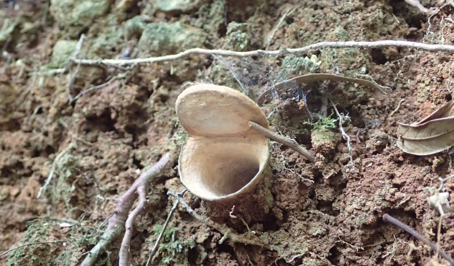 Euoplos_turrificus_burrow
