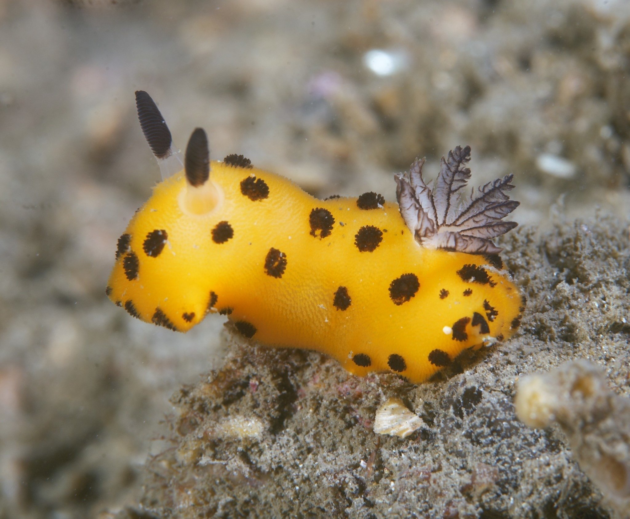 The wonderful sea bunny has (almost) equally wonderful friends