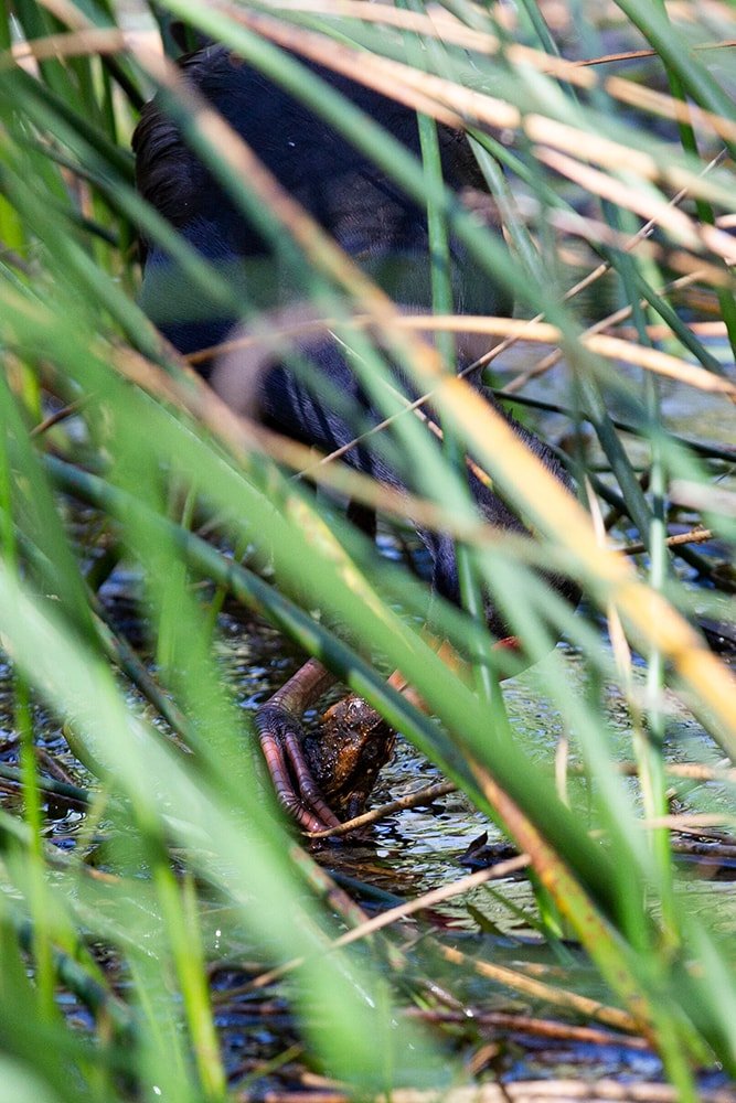 swamphen eating cane toad