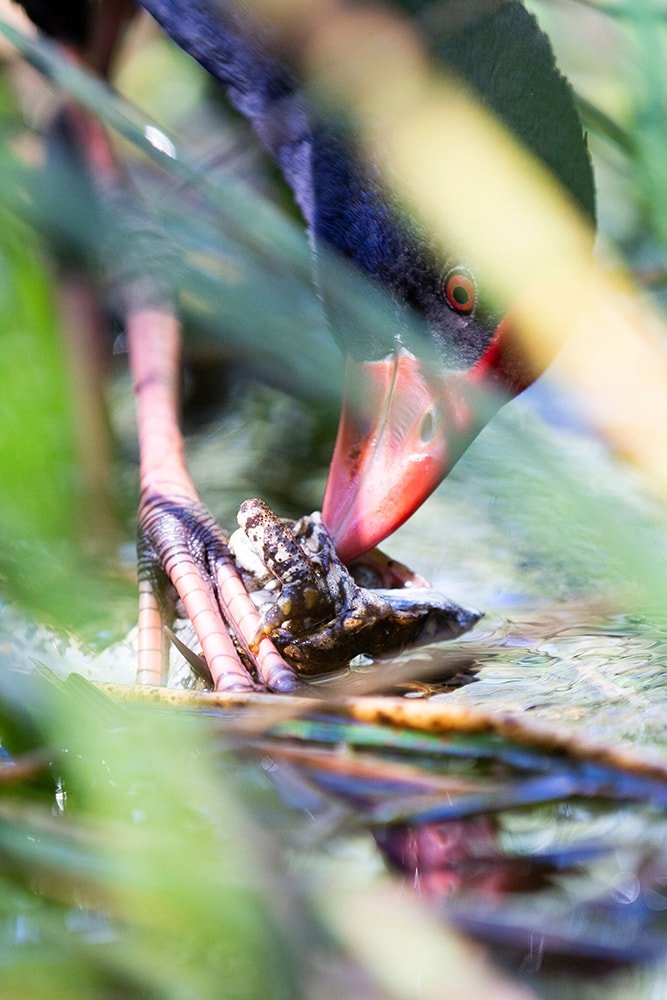 swamphen eating cane toad