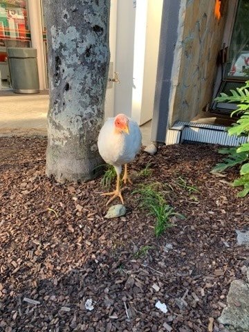white brush turkey