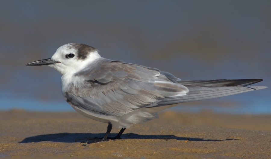 Aleutian terns