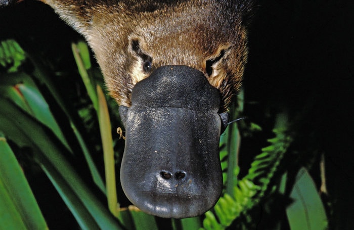 platypus feet venom stinger platypus feet venom stinger