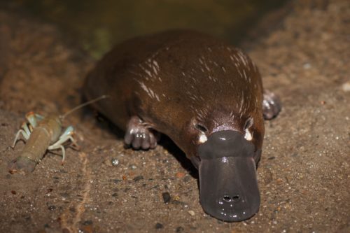 af1 platypus