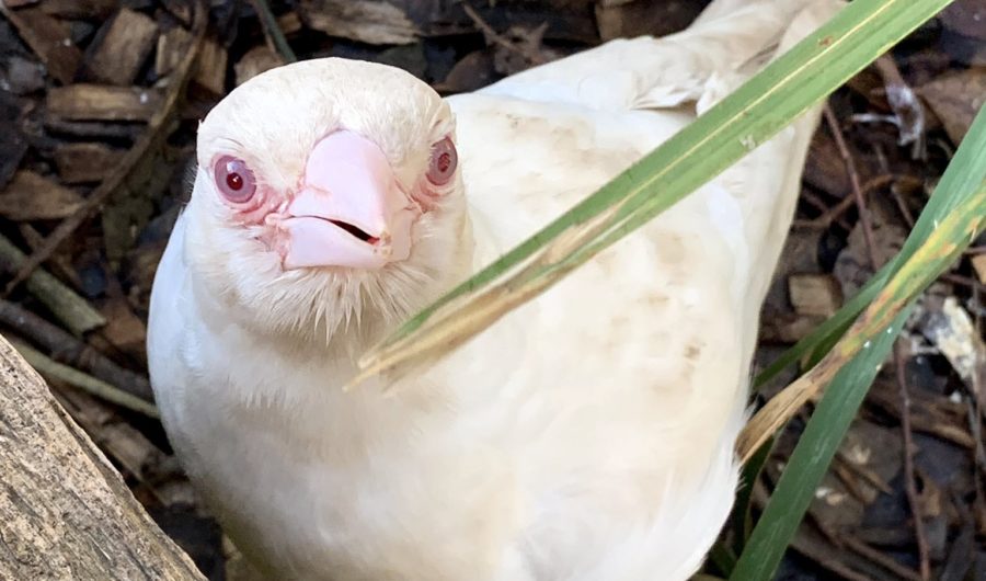 albino animals Archives - Australian Geographic albino animals Archives - Australian Geographic