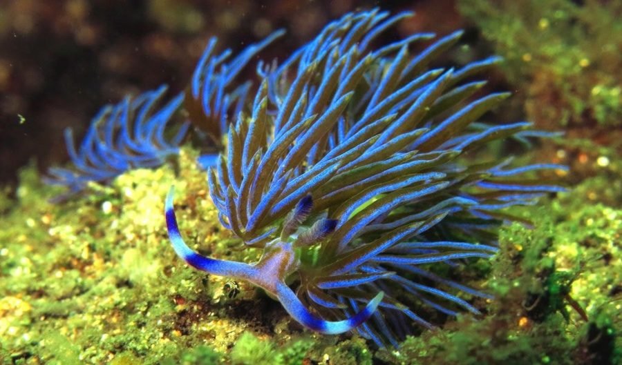 blue nudibranch nsw