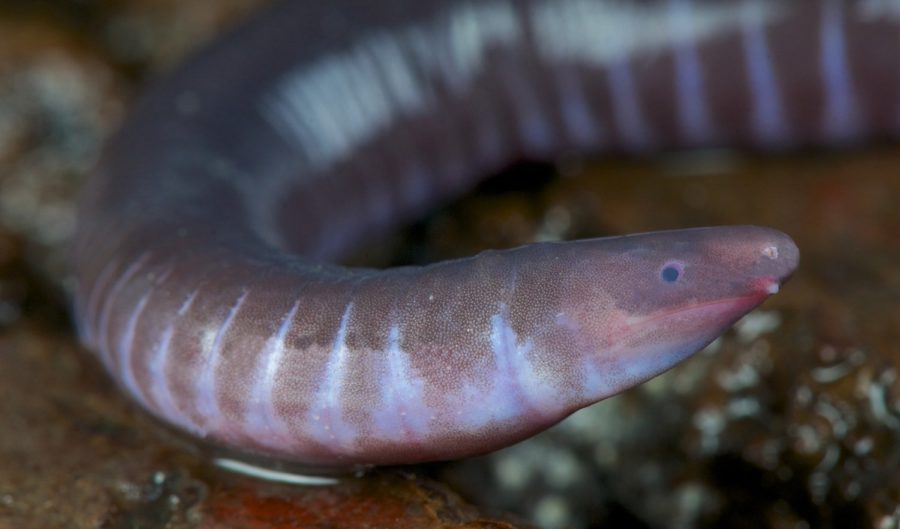 caecilian