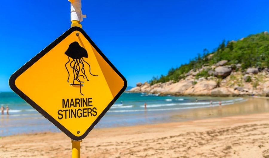 box jellyfish sting antidote