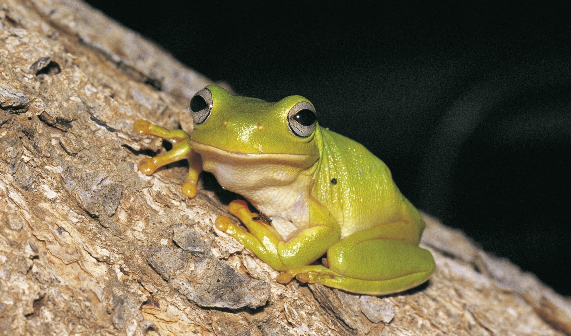 where have all the green frogs gone?
