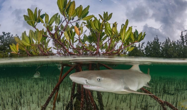 Sharks in seagrass and manatees in mangroves: the importance of coastal wetlands revealed Sharks in seagrass and manatees in mangroves: the importance of coastal wetlands revealed