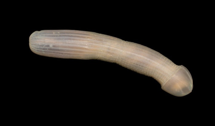 peanut worm