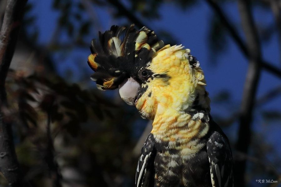 black cockatoo