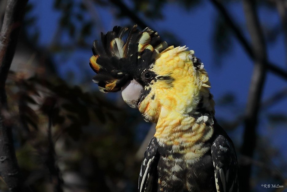 black cockatoo