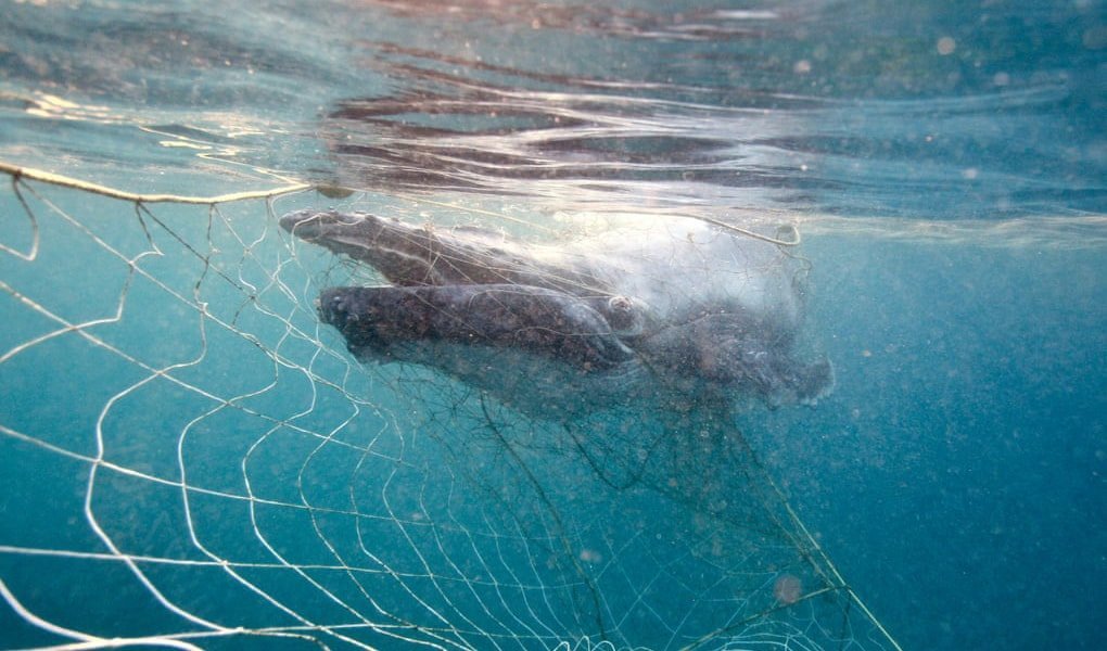https://www.australiangeographic.com.au/wp-content/uploads/2019/06/humpback-whale.jpg