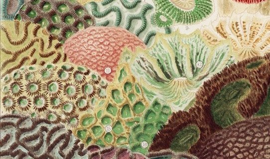 the great barrier reef corals