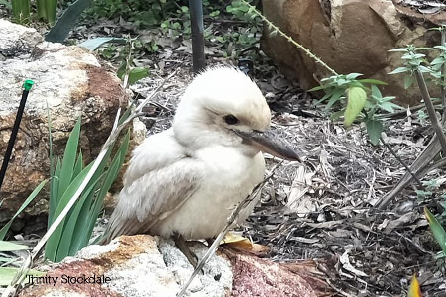 white kookaburra