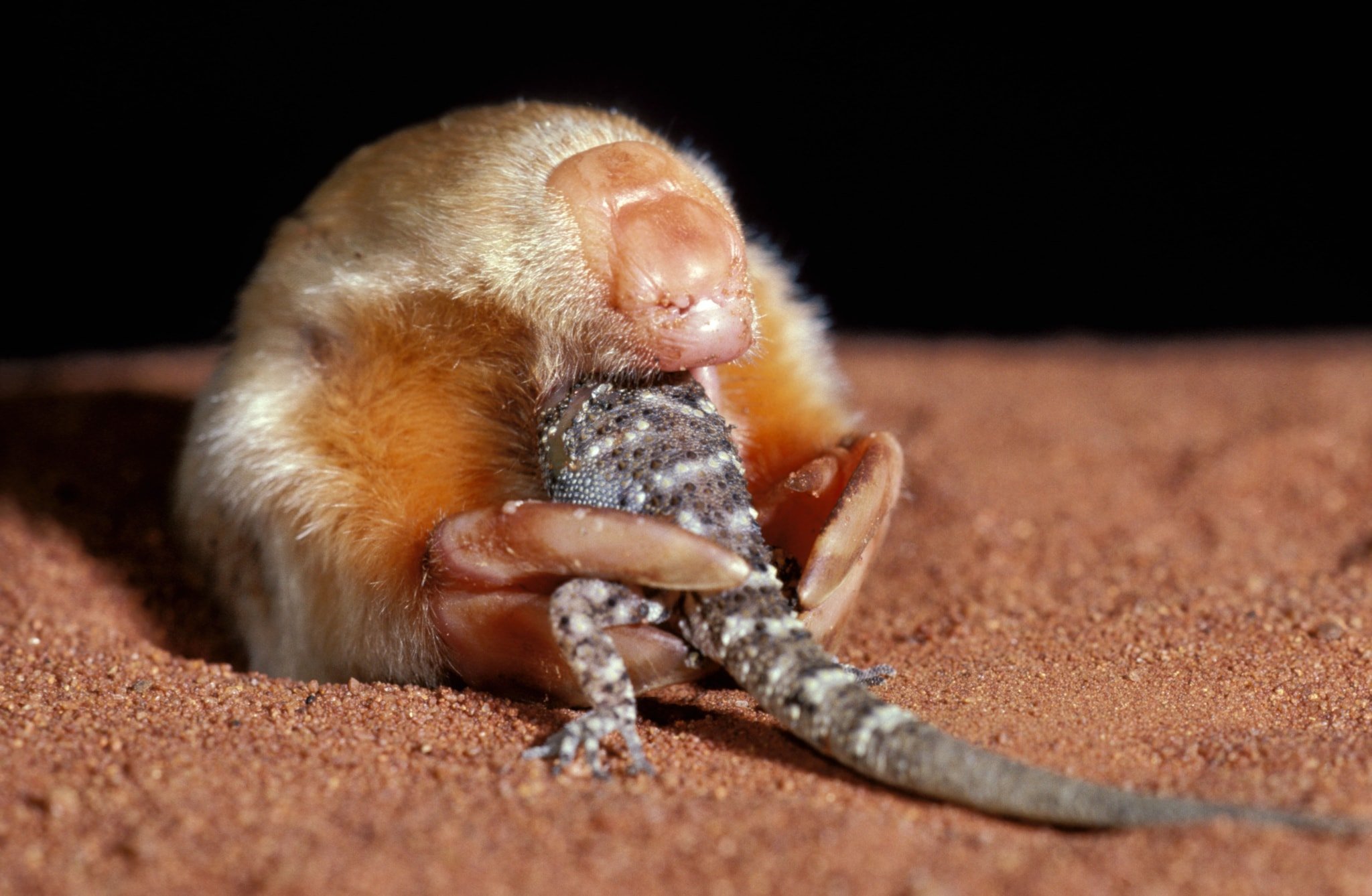 The southern marsupial mole is preposterous, even by Australian standards