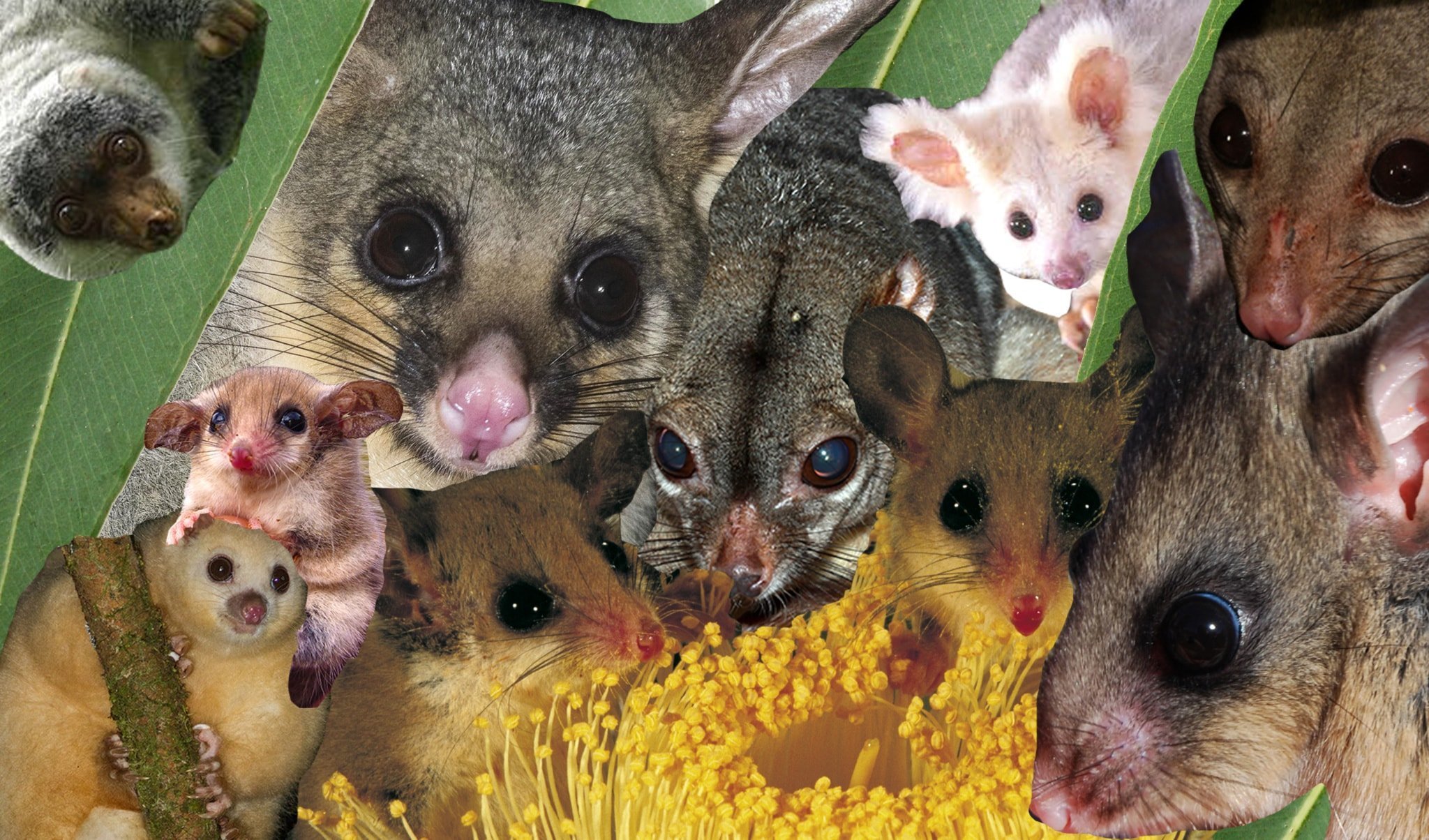 A Guide To Australia S Possums And Gliders