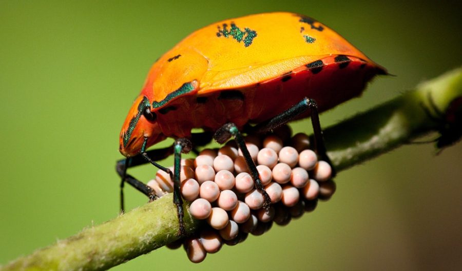 The wacky, wild world of Australian insect eggs The wacky, wild world of Australian insect eggs