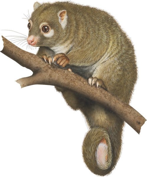 Ringtail Possum Growth Chart