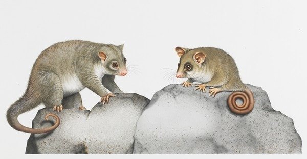 Mountain pygmy-possum and rock possum