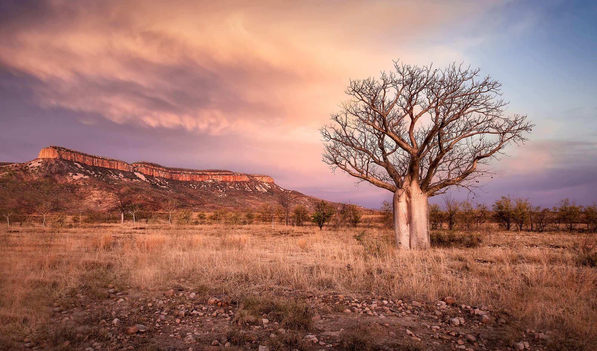 How did the iconic boab tree get to Australia?