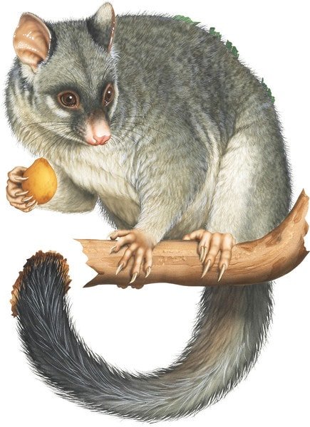 Selski Mnogo Hubavo Dobro Normalen Australian Brush Pusom Registriram Svmesten Izbor Trbi Selski Mnogo Hubavo Dobro Normalen Australian Brush Pusom Registriram Svmesten Izbor Trbi