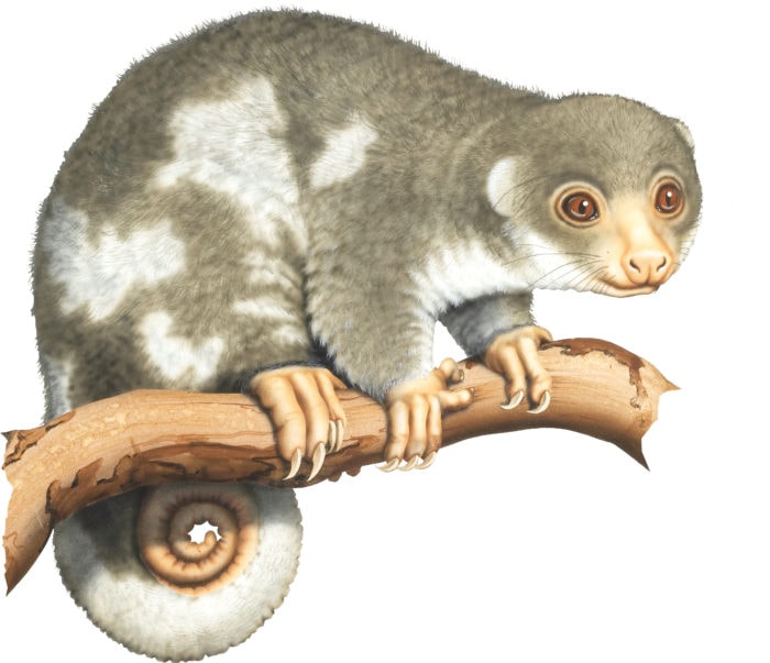 A guide to all 27 species of Australia's possums and gliders