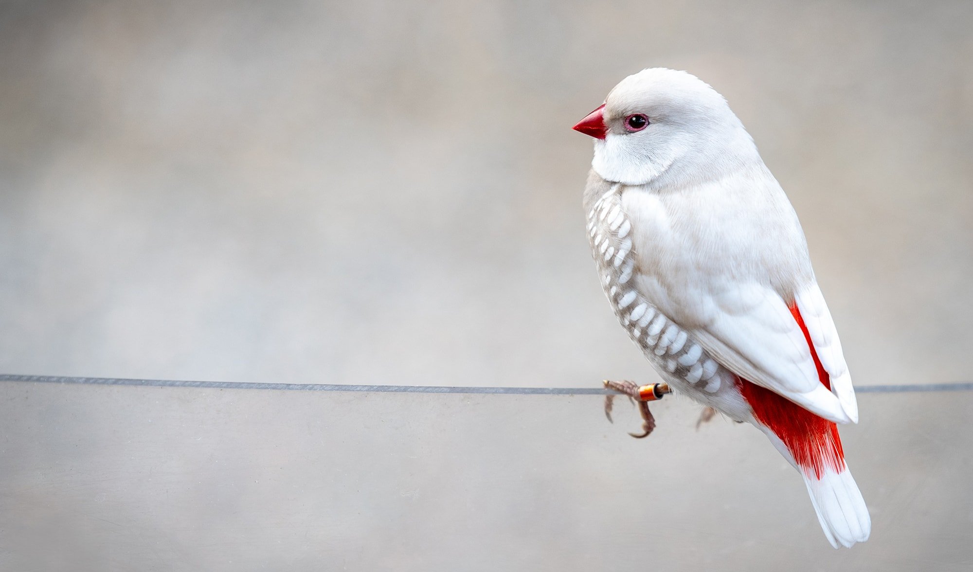 The silver diamond firetail barely even looks real