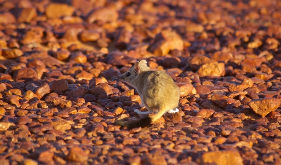 The kowari is the cutest Australian animal you need to know about