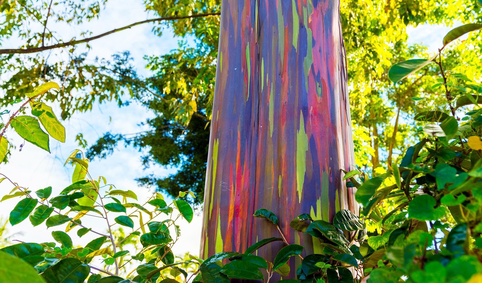Who painted the bark?': meet the magnificent rainbow eucalyptus