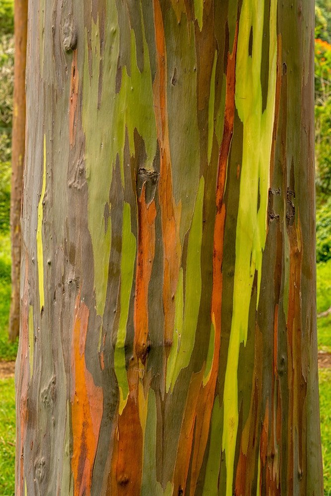 dúhový eukalyptus