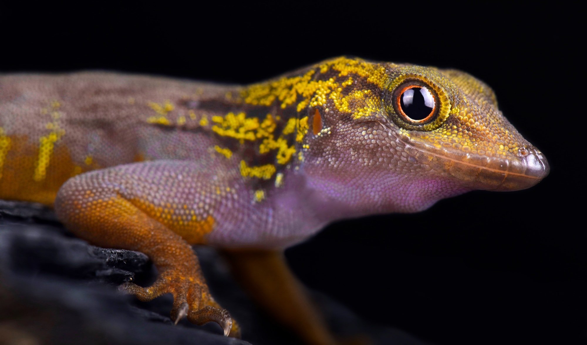 The psychedelic rock gecko is one of the rarest reptiles on Earth