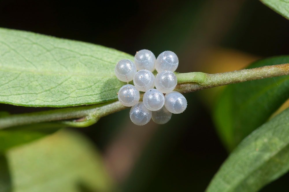The wacky, wild world of Australian insect eggs