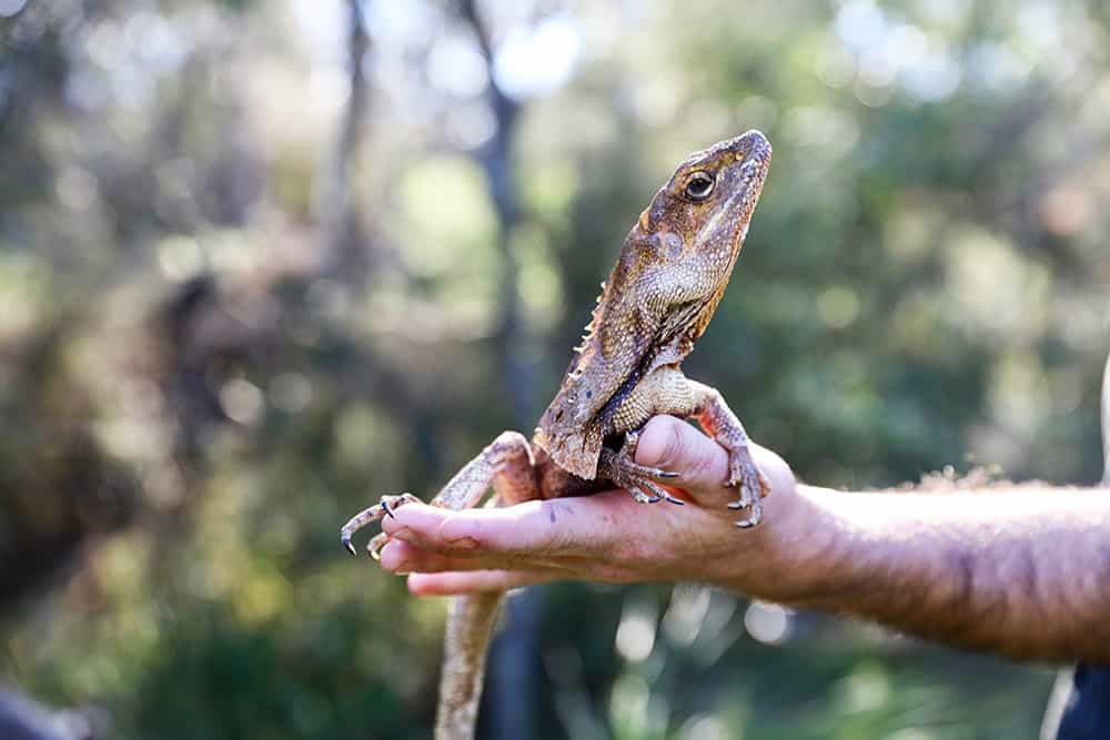 The science behind the frill of the frillneck lizard